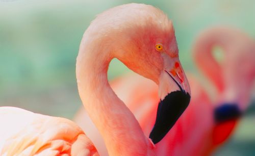 Flamingo, Paukštis, Laukinė Gamta, Spalvinga, Spalvos, Oranžinė, Makro, Iš Arti, Gamta, Lauke, Gražus, Plunksnos, Plumėjimas, Hdr