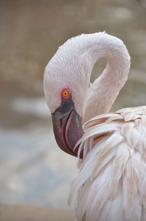 Flamingo, Žiūri, Paukštis, Rožinė Paukštis