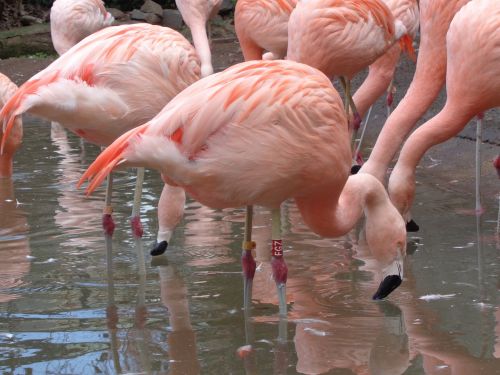 Flamingo, Paukščiai, Ežeras