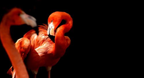 Flamingo, Paukštis, Spalvinga, Tierpark Hellabrunn, Munich