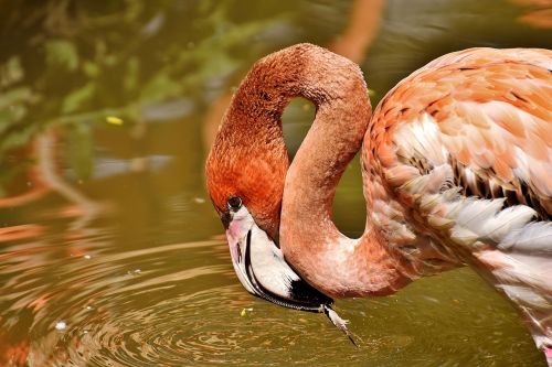 Flamingo, Paukščiai, Vandens Paukštis, Spalvinga, Gyvūnai, Plumėjimas, Gamta, Paukštis, Plunksna, Sąskaitą, Gyvūnų Pasaulis, Tierpark Hellabrunn, Munich