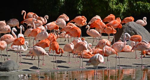 Flamingo, Paukštis, Rožinis Flamingas, Gamta, Gyvūnas, Plunksna, Rožinis, Paukščiai, Plumėjimas, Kartu, Egzotinė Paukštis, Padaras, Pavasario Suknelė