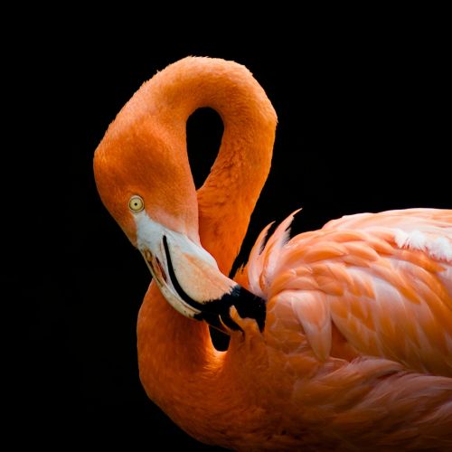 Flamingo, Paukštis, Rožinis, Egzotiškas, Atogrąžų, Spalvinga, Snapas, Plunksna, Kaklas, Gamta, Vasara