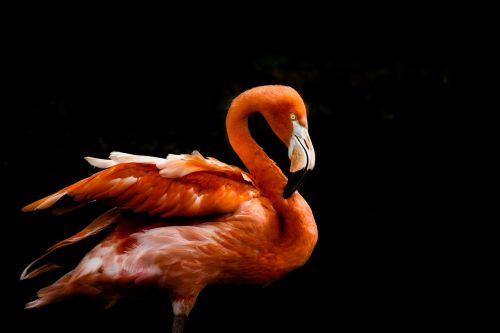 Flamingo, Paukštis, Oranžinė