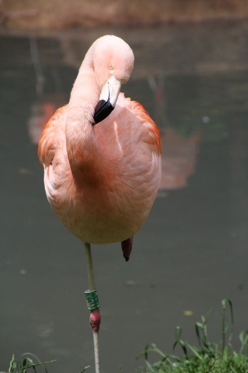 Flamingo, Rožinis, Rožinis Flamingas