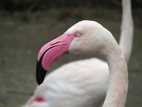Flamingo, Paukštis, Rožinis, Egzotiškas, Rožinis Flamingas, Vandens Paukštis