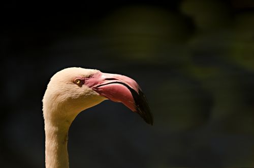 Flamingo, Gyvūnų Portretas, Paukštis, Vandens Paukštis, Paukščio Galvą, Flamingo Galva, Rožinis, Sąskaitą, Iš Arti