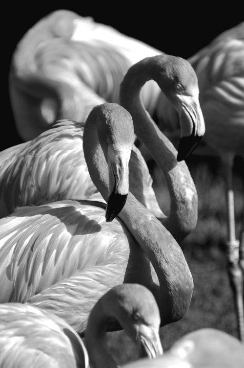 Flamingo, Juoda, Balta, Juoda Ir Balta, Pilkos Spalvos Skalė, Swarm, Uždaryti, Gyvūnai, Zoologijos Sodas