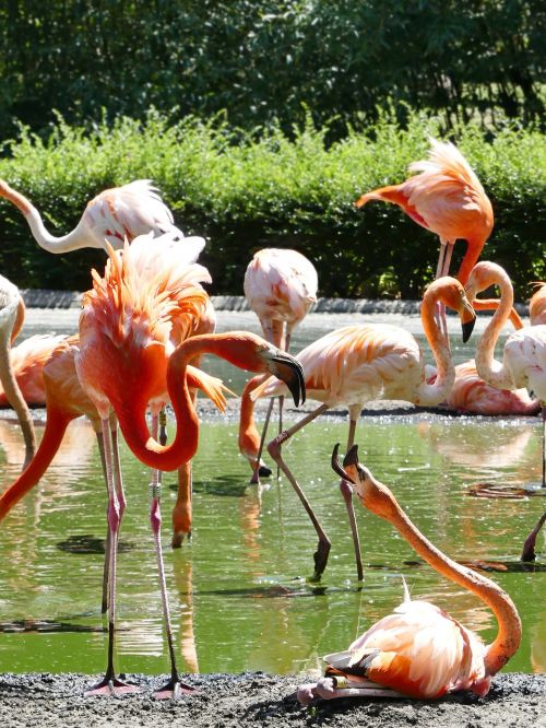 Flamingo, Flamingos, Rožinis, Paukštis, Zoologijos Sodas, Rožinis Flamingas, Sąskaitą, Vandens Paukštis, Gamta, Egzotiškas, Gyvūnas, Paukščiai, Gyvūnų Pasaulis, Laukinės Gamtos Fotografija, Vanduo, Pinnate, Drenažo Sąskaitą, Grupė, Flamingo Banda, Gyvūnų Grupė, Stovintis, Veislė, Scrim, Rožinės Flamingos, Ilgai Jibe, Vasara, Saulė, Tvenkinys, Plumėjimas, Plunksna, Flamingo Pora, Poros