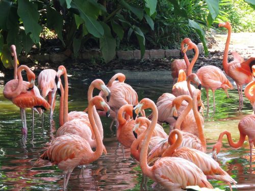 Flamingo, Vandens Paukščiai, Egzotiški Paukščiai, Flamingos, Rožinis Flamingas, Paukščiai, Gamta, Ilgas Kojas, Ilga Nosis, Didelis Paukštis, Paukščių Žvejyba, Karibų Flamingas, Paukščių Parkas, Singapūras, Jurong Paukščių Parkas, Kelionė, Turizmas, Asija, Turistinis, Phoenicopterus, Parkas, Vanduo, Heronas, Grupė, Kartu