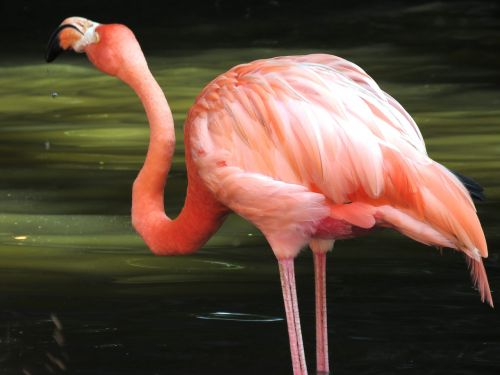 Flamingo, Vandens Paukščiai, Egzotiški Paukščiai, Flamingos, Rožinis Flamingas, Paukščiai, Gamta, Ilgas Kojas, Ilga Nosis, Didelis Paukštis, Paukščių Žvejyba, Karibų Flamingas, Paukščių Parkas, Singapūras, Jurong Paukščių Parkas, Kelionė, Turizmas, Asija, Turistinis, Phoenicopterus, Parkas, Vanduo, Heronas, Raudonasis Garnys