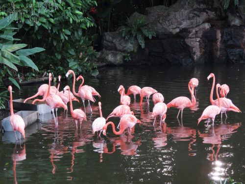 Flamingo, Vandens Paukščiai, Egzotiški Paukščiai, Flamingos, Rožinis Flamingas, Paukščiai, Gamta, Ilgas Kojas, Ilga Nosis, Didelis Paukštis, Paukščių Žvejyba, Karibų Flamingas, Paukščių Parkas, Singapūras, Jurong Paukščių Parkas, Kelionė, Turizmas, Asija, Turistinis, Phoenicopterus, Parkas, Vanduo