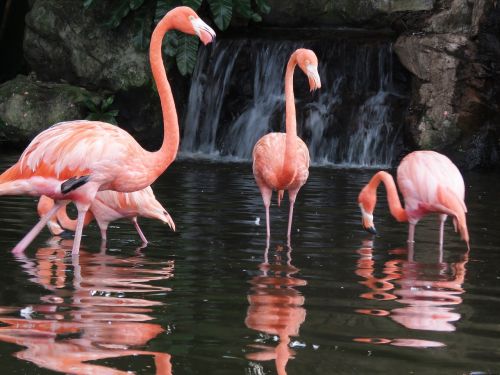 Flamingo, Vandens Paukščiai, Egzotiški Paukščiai, Flamingos, Rožinis Flamingas, Paukščiai, Gamta, Ilgas Kojas, Ilga Nosis, Didelis Paukštis, Paukščių Žvejyba, Karibų Flamingas, Paukščių Parkas, Singapūras, Jurong Paukščių Parkas, Kelionė, Turizmas, Asija, Turistinis, Phoenicopterus, Parkas, Vanduo