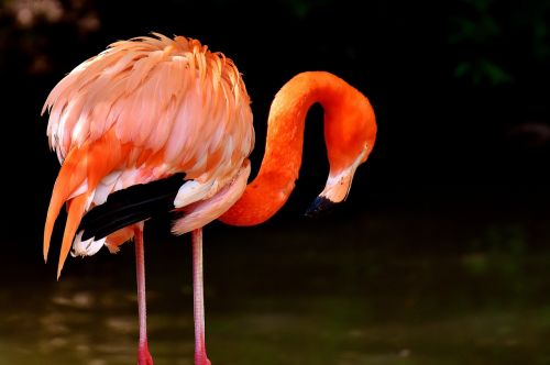 Flamingo, Paukščiai, Vandens Paukštis, Spalvinga, Gyvūnai, Plumėjimas, Gamta, Paukštis, Plunksna, Sąskaitą, Gyvūnų Pasaulis, Tierpark Hellabrunn, Munich