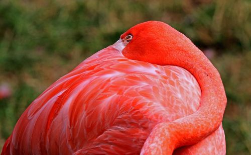 Flamingo, Paukštis, Rožinis Flamingas, Gamta, Zoologijos Sodas, Vandens Paukštis, Rožinis, Gyvūnas, Plunksna, Plumėjimas, Sąskaitą, Australia, Tiergarten