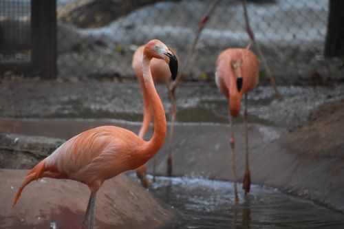Flamingo, Raudona, Profilis