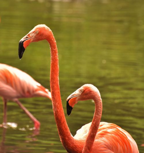 Flamingo, Vandens Paukštis, Rožinis Flamingas, Rožinis, Paukštis, Vanduo, Plunksna, Plumėjimas, Gamta, Kartu, Romantiškas, Didelis Snapas, Egzotiškas, Galva, Gyvūnas, Sparnas