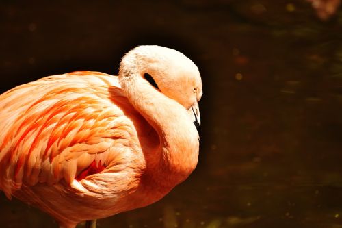 Flamingo, Rožinis, Vandens Paukštis, Plumėjimas, Plunksna, Gamta, Romantiškas, Padaras, Egzotinė Paukštis, Egzotiškas, Sąskaitą, Pavasario Suknelė