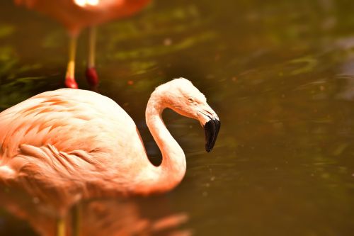 Flamingo, Rožinis, Rožinis Flamingas, Vandens Paukštis, Paukštis, Plumėjimas, Plunksna, Gamta, Romantiškas, Padaras, Egzotinė Paukštis, Egzotiškas, Sąskaitą, Flamingo Plunksnos, Pavasario Suknelė, Vanduo, Gyvūnas, Zoologijos Sodas