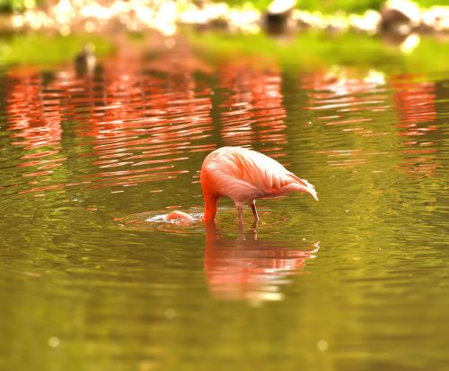 Flamingo, Vanduo, Rožinis, Vandens Paukštis, Sąskaitą, Rožinis Flamingas, Gamta, Paukštis, Plunksna, Paukščių Plunksnos, Žuvis, Veidrodis
