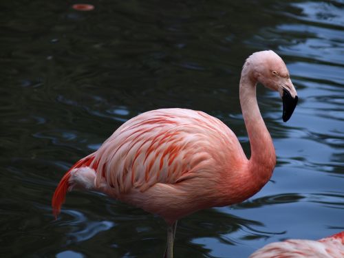 Flamingo, Raudona, Paukštis, Plumėjimas, Lašiša Rožinė, Ežeras