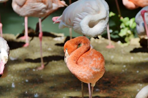 Flamingo, Paukštis, Rožinis, Sąskaitą, Plumėjimas, Plunksna, Paukščiai, Gyvūnas, Vandens Paukštis, Egzotinė Paukštis, Didelis, Pavasario Suknelė, Vanduo, Zoologijos Sodas, Tiergarten