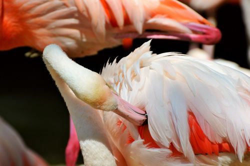 Flamingo, Paukštis, Rožinis, Sąskaitą, Plumėjimas, Plunksna, Paukščiai, Gyvūnas, Vandens Paukštis, Egzotinė Paukštis, Didelis, Pavasario Suknelė, Vanduo, Zoologijos Sodas, Tiergarten