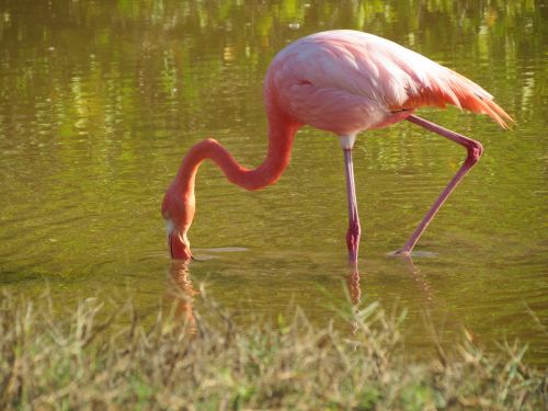 Flamingo, Mažesnis, Rožinis, Paukštis, Egzotiškas, Laukinė Gamta, Snapas, Ilgai, Fauna, Paukštis, Maitinimas, Galapagų Salos, Santa Cruz