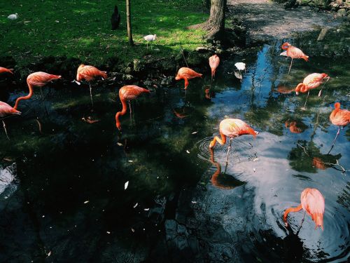 Flamingo, Paukštis, Gyvūnas, Ežeras, Vanduo, Žalias, Žolė, Gamta