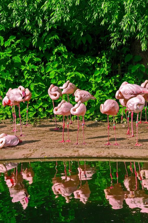Flamingo, Snapas, Rožinis, Paukštis, Vanduo, Upė