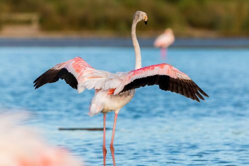 Flamingo, Flamingos, France, Laukiniai, Rožinis, Vandens Paukštis, Gamta, Egzotiškas, Gyvūnas, Atogrąžų, Uždaryti, Paukštis, Exot, Plunksna, Padaras, Stebėjimas, Egzotinė Paukštis