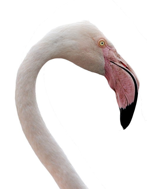 Flamingo, Vandens Paukštis, Sąskaitą, Rožinis, Paukštis, Rožinis Flamingas, Didelis Snapas, Plumėjimas, Kaklas, Didelis, Phoenicopterus Roseus, Izoliuotas