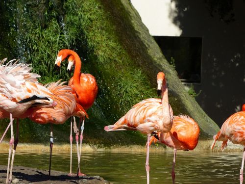 Flamingo, Rožinis, Rožinis Flamingas, Paukščiai, Flamingos, Gyvūnai, Zoologijos Sodas, Gyvūnas, Plumėjimas, Wader, Ornitologija, Fauna, Spalva, Aplankyti, Parkas, Šeima, Zoo De La Palmyre, Gyvūnų Parkas, Charente, Charente-Maritime, France