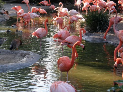 Flamingo, Paukštis, Rožinis, Gamta, Vanduo