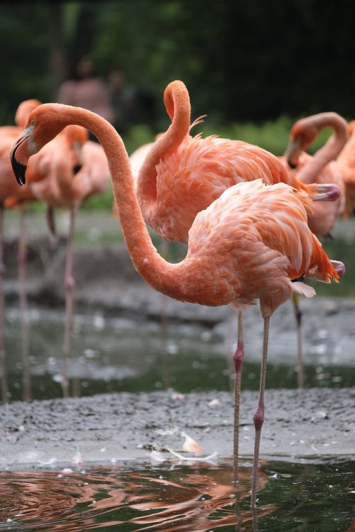 Flamingo, Paukštis, Rožinis Flamingas, Vandens Paukštis, Gamta, Zoologijos Sodas, Gyvūnas, Plunksna, Rožinis, Plumėjimas, Sąskaitą, Pėdos, Kojos