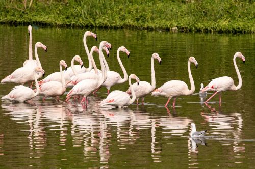 Flamingo, Paukštis, Gamta, Laukiniai, Laukinė Gamta, Natūralus, Plunksna