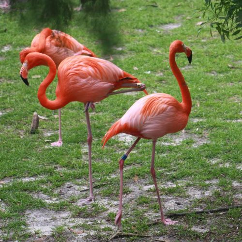 Flamingo, Flamingos, Rožinis, Paukštis, Gamta, Atogrąžų, Gyvūnas, Egzotiškas, Laukiniai, Laukinė Gamta, Snapas, Spalvinga, Tropinis