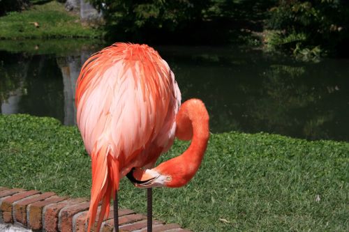 Flamingo, Rožiniai Paukščiai, Egzotiškas