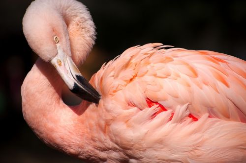 Flamingo, Rožinis, Paukštis, Laukinė Gamta, Gyvūnas