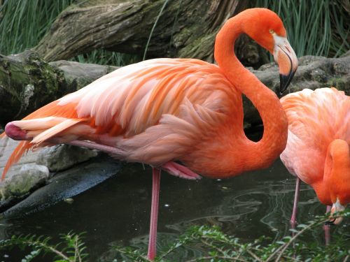 Flamingo, Paukštis, Rožinis, Raudona, Plumėjimas