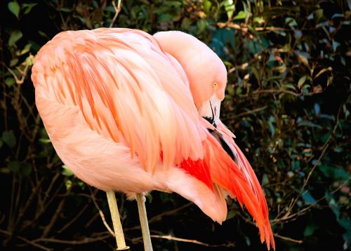 Flamingo, Laukinė Gamta, Paukštis, Rožinis, Gyvūnas, Zoologijos Sodas, Plunksna