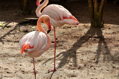 Flamingo, Rožinis, Fenikopteriformas, Phoenicopteridae, Zoologijos Sodas, Paukštis