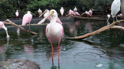 Flamingo, Zoologijos Sodas, Plunksna, Ali, Rožinės Flamingos, Snapas