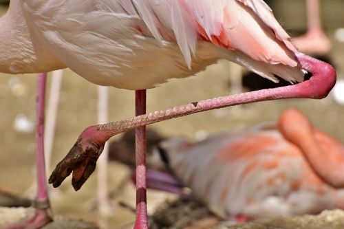 Flamingo, Pėdos, Purvas, Paukštis, Spalvinga, Tierpark Hellabrunn, Munich
