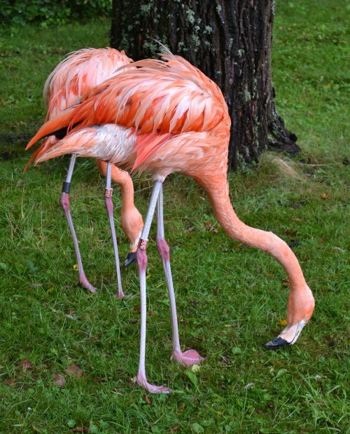 Flamingo, Amerikietiškas Flamingas, Karibų Flamingas, Paukštis, Paukštis