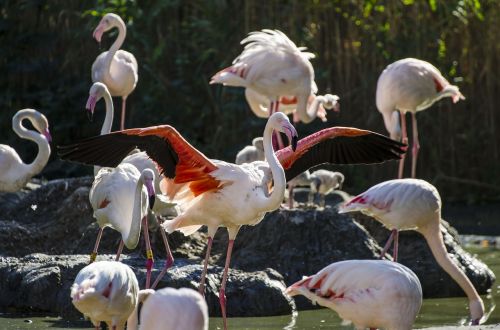 Flamingo, Vienna, Schönbrunn, Gyvūnas, Zoologijos Sodas, Tiergarten, Tiergarten Schönbrunn, Paukštis, Gyvūnų Pasaulis, Plumėjimas, Vanduo, Laukinės Gamtos Fotografija, Vandens Paukštis