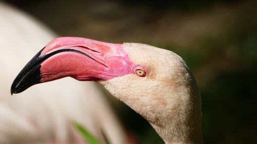 Flamingo, Zoologijos Sodas, Vandens Paukštis