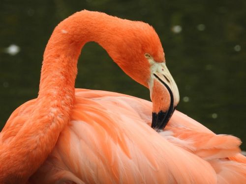 Flamingo, Paukštis, Rožinis, Egzotiškas, Atogrąžų, Gamta, Laukiniai, Laukinė Gamta, Zoologijos Sodas, Plunksna, Spalvinga