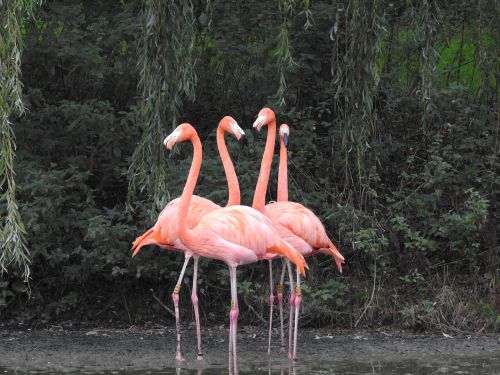 Flamingo, Paukštis, Gamta, Rožinis, Atogrąžų, Egzotiškas, Gyvūnas, Laukiniai, Laukinė Gamta, Zoologijos Sodas, Plunksna, Spalvinga, Sparnas