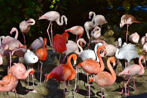 Flamingo, Paukštis, Rožinis, Sąskaitą, Plumėjimas, Plunksna, Paukščiai, Gyvūnas, Vandens Paukštis, Egzotinė Paukštis, Didelis, Pavasario Suknelė, Vanduo, Zoologijos Sodas, Tiergarten, Saulėtas, Ruduo, Laukinės Gamtos Fotografija
